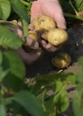 Kartofler og klimaplan