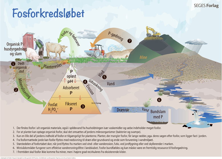 Fosforkredsl bet fosforkredsl-bet
